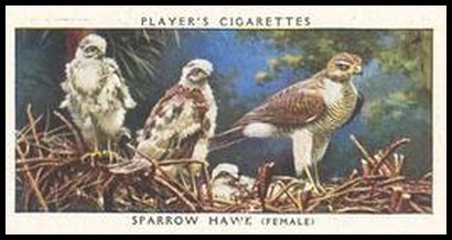 20 Sparrow Hawk